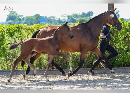 Oldenburg, Stallion, , Bay-Dark