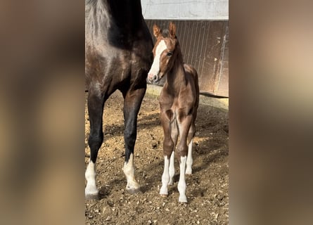 Oldenburg, Stallion, , Bay-Dark