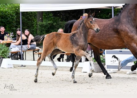 Oldenburg, Stallion, Foal (04/2026), Bay-Dark
