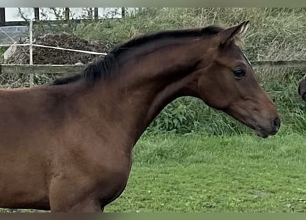 Oldenburg, Stallion, Foal (04/2024), Bay-Dark