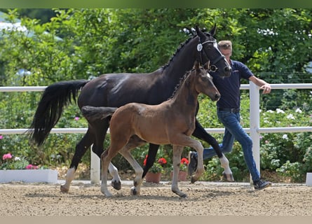 Oldenburg, Stallion, Foal (04/2024), Bay-Dark