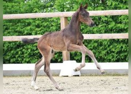 Oldenburg, Stallion, Foal (03/2026), Bay-Dark