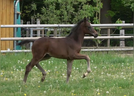 Oldenburg, Stallion, Foal (03/2026), Bay-Dark