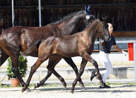 Oldenburg, Stallion, Foal (02/2024), Black