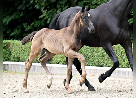 Oldenburg, Stallion, Foal (04/2025), Black