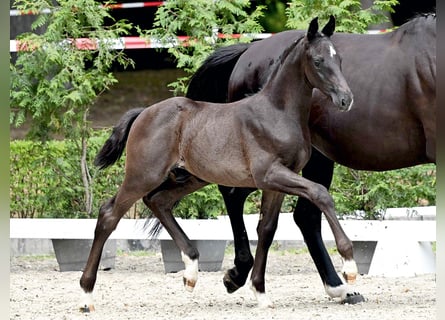 Oldenburg, Stallion, Foal (05/2025), Black