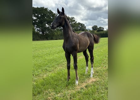 Oldenburg, Stallion, Foal (05/2025), Black