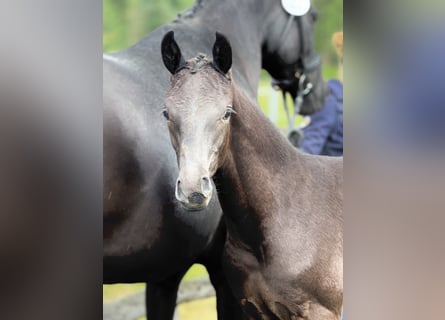 Oldenburg, Stallion, , Black
