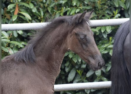 Oldenburg, Stallion, Foal (02/2024), Black