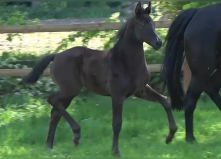 Oldenburg, Stallion, , Black