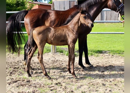 Oldenburg, Stallion, Foal (05/2025), Black
