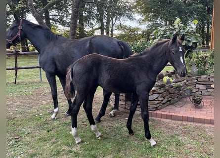 Oldenburg, Stallion, Foal (04/2025), Black