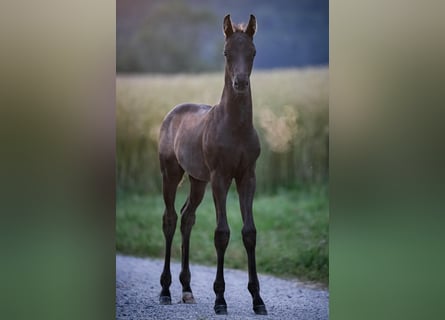 Oldenburg, Stallion, Foal (05/2025), Black