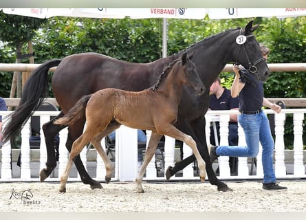 Oldenburg, Stallion, Foal (04/2024), Black