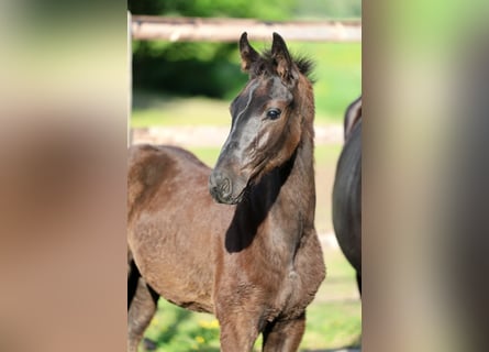 Oldenburg, Stallion, Foal (02/2026), Black