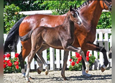 Oldenburg, Stallion, Foal (04/2026), Black