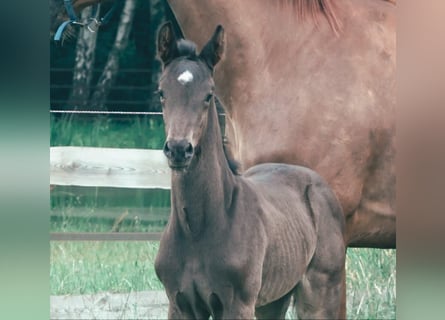 Oldenburg, Stallion, Foal (05/2024), Black