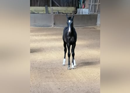 Oldenburg, Stallion, Foal (02/2024), Black