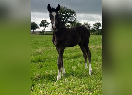 Oldenburg, Stallion, Foal (05/2024), Black