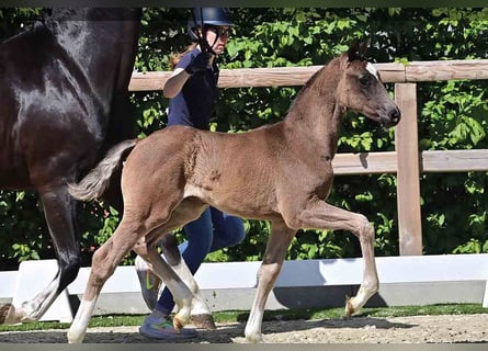 Oldenburg, Stallion, , Black
