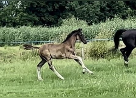 Oldenburg, Stallion, Foal (04/2025), Black