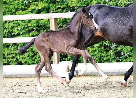 Oldenburg, Stallion, Foal (03/2026), Black