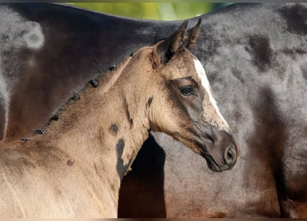 Oldenburg, Stallion, Foal (04/2023), Black