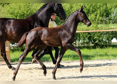 Oldenburg, Stallion, Foal (03/2024), Black