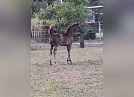 Oldenburg, Stallion, Foal (05/2025), Black