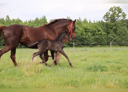 Oldenburg, Stallion, , Black