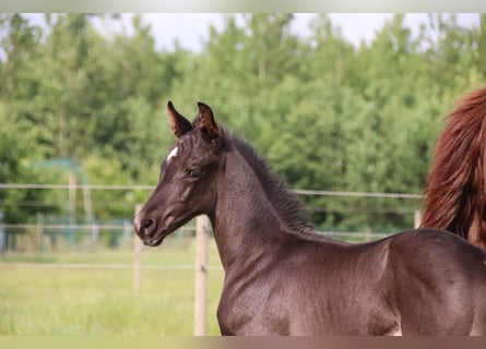 Oldenburg, Stallion, , Black