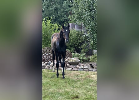 Oldenburg, Stallion, Foal (02/2025), Black