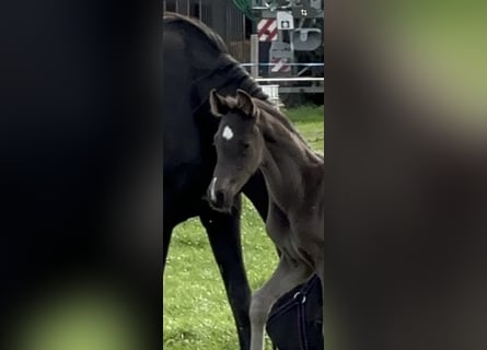 Oldenburg, Stallion, , Black