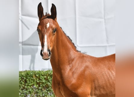 Oldenburg, Stallion, Foal (07/2024), Brown