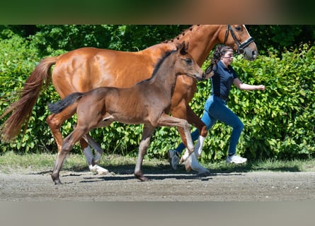 Oldenburg, Stallion, , Brown