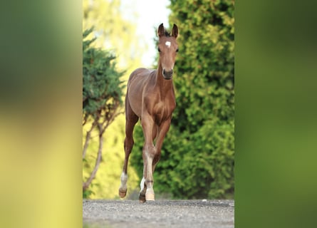 Oldenburg, Stallion, Foal (05/2025), Brown