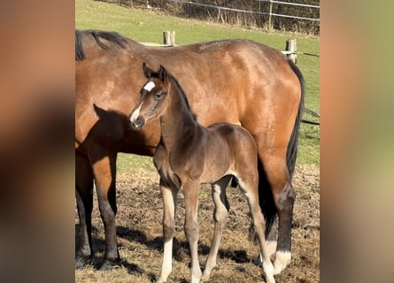 Oldenburg, Stallion, Foal (03/2026), Brown