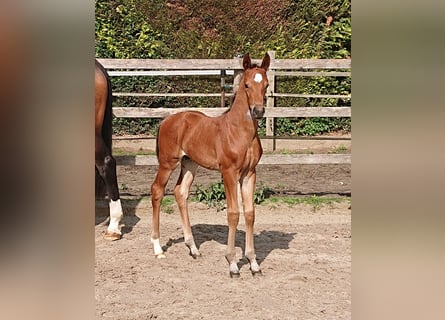 Oldenburg, Stallion, , Brown