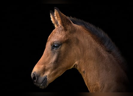 Oldenburg, Stallion, Foal (05/2026), Brown