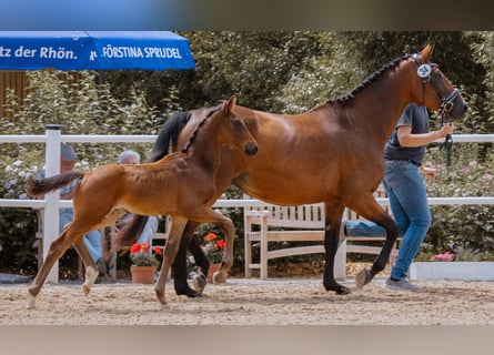 Oldenburg, Stallion, Foal (04/2024), Brown