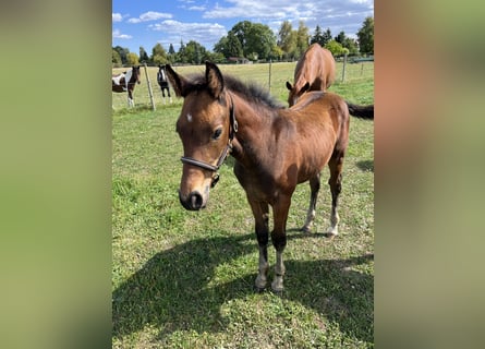 Oldenburg, Stallion, Foal (05/2025), Brown