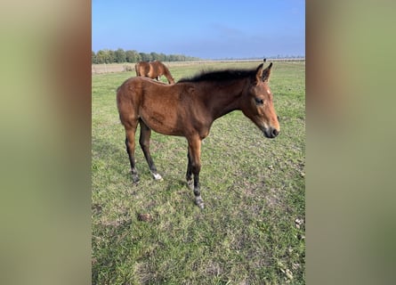 Oldenburg, Stallion, Foal (05/2025), Brown Oldenburg, Stallion, Foal (05/2025), Brown