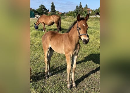 Oldenburg, Stallion, , Brown
