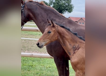 Oldenburg, Stallion, Foal (03/2025), Brown