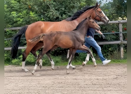 Oldenburg, Stallion, , Brown