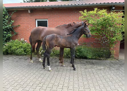 Oldenburg, Stallion, Foal (05/2025), Brown