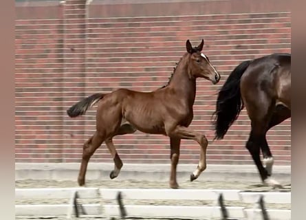 Oldenburg, Stallion, Foal (04/2025), Brown