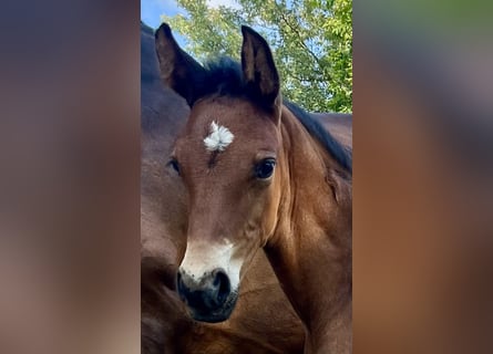 Oldenburg, Stallion, , Brown