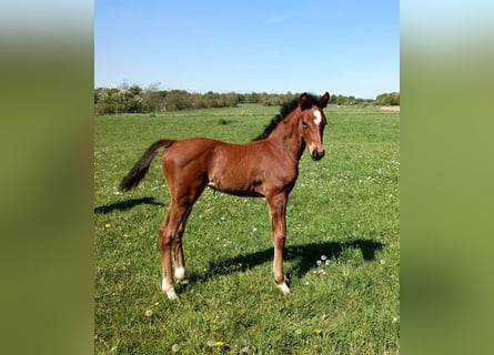 Oldenburg, Stallion, Foal (04/2024), Brown