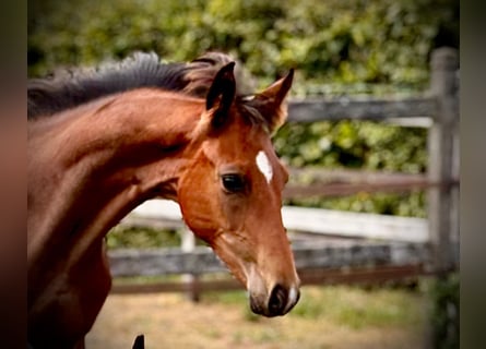 Oldenburg, Stallion, Foal (04/2025), Brown